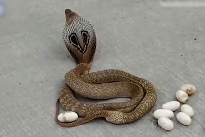Indian cobra, genome decoding, antivenom, treatment of snakebites, antivenom for cobra, cobra snake, krait snake, snakebite drug, snakebite antivenom, snakebite deaths