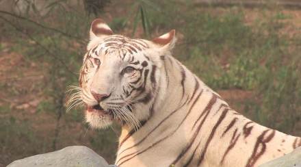 Tumsar, Tiger attacks man