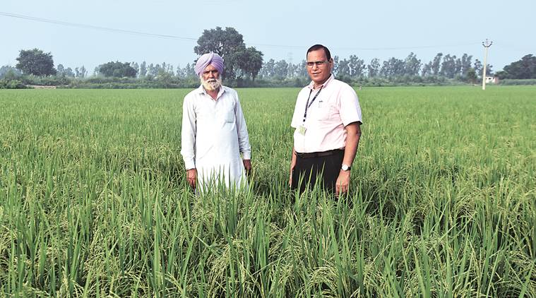 agriculture, agriculture sector