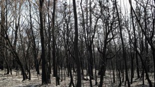 Carbon emissions, Australia bushfire fuel, CO2 levels, Northern Hemisphere, annual levels of CO, United Nations