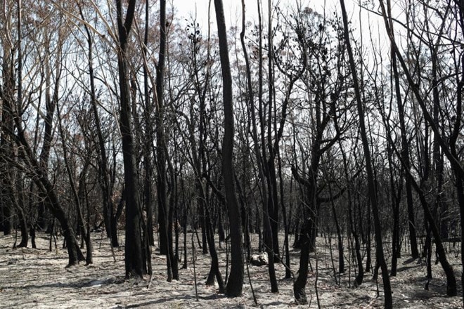 Carbon emissions, Australia bushfire fuel, CO2 levels, Northern Hemisphere, annual levels of CO, United Nations