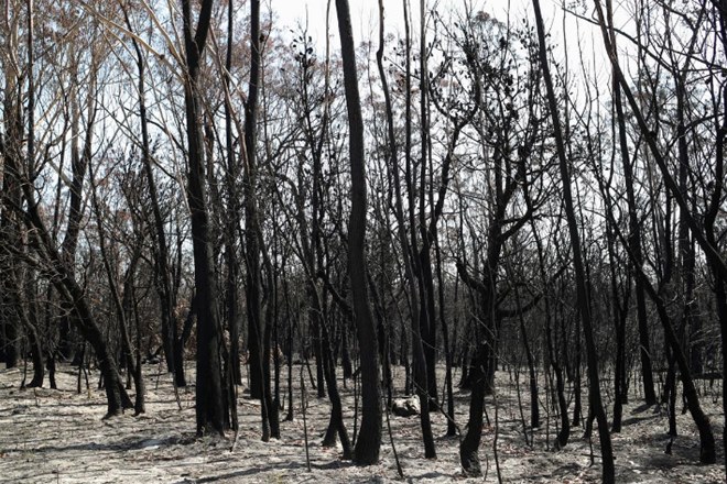 Carbon emissions, Australia bushfire fuel, CO2 levels, Northern Hemisphere, annual levels of CO, United Nations Carbon emissions, Australia bushfire fuel, CO2 levels, Northern Hemisphere, annual levels of CO, United Nations