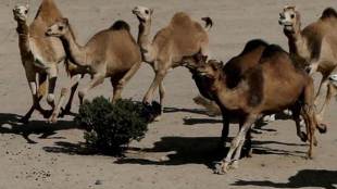 Australia, Australia drought, Australia camels, Australia crisis, Australia drough crisis, Australia camel killing