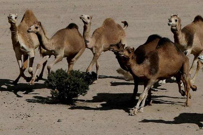 Australia, Australia drought, Australia camels, Australia crisis, Australia drough crisis, Australia camel killing