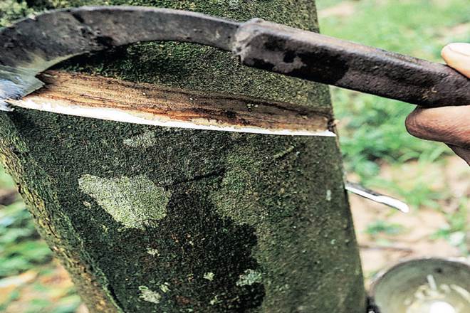 Rubber prices, Domestic price of rubber, domestic NR price, global NR demand, Indian rubber plantations Rubber prices, Domestic price of rubber, domestic NR price, global NR demand, Indian rubber plantations