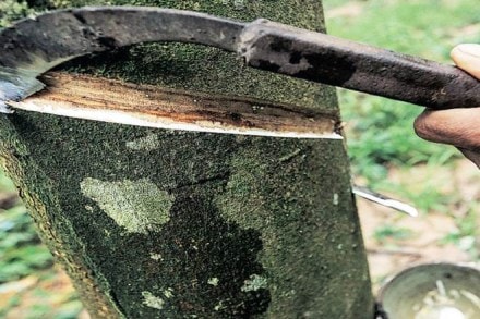 Rubber prices, Domestic price of rubber, domestic NR price, global NR demand, Indian rubber plantations