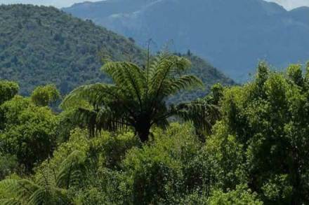 ISFR, protected forest, Forest Survey of India, forest cover, plantations, plantations, ISFR data, Karnataka