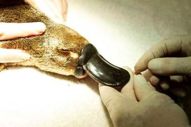 Platypus, extinct species, vulnerable species, climate change impact on animals, australian bushfires