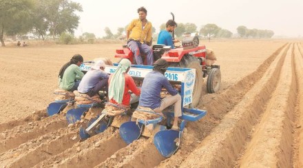 agriculture sector, potato