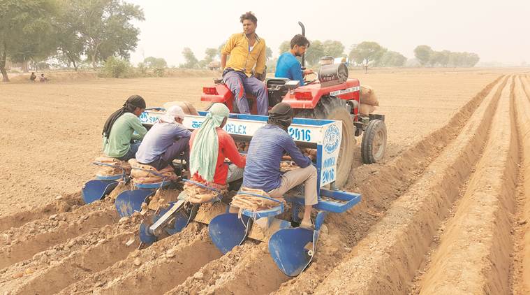 agriculture sector, potato