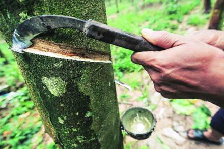 Natural rubber price fails to climb to Rs 150-mark, despite shortage
