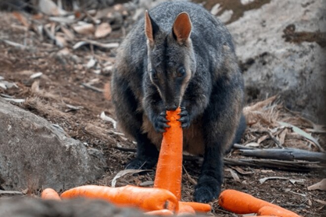 operation rock wallaby, koalas, kangaroos, wildlife in Australia, worst bushfires in Australia, bushfire statistics australia, australia bushfire death toll 2019, bushfires in australia 2018, climate change adaptation, australia bushfire death toll 2019, brush tailed rock wallabies, New South Wales, marsupials, endangered species