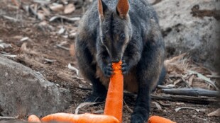 operation rock wallaby, koalas, kangaroos, wildlife in Australia, worst bushfires in Australia, bushfire statistics australia, australia bushfire death toll 2019, bushfires in australia 2018, climate change adaptation, australia bushfire death toll 2019, brush tailed rock wallabies, New South Wales, marsupials, endangered species