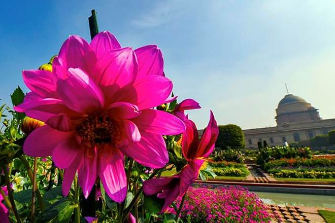 The garden is also covered by a variety of bulbous flowers like "Narcissus", "Dahlia", "Sparaxis", "Ranunculus", "Hyacianth" and "Asiatic Lily". (PTI Photo) The garden is also covered by a variety of bulbous flowers like "Narcissus", "Dahlia", "Sparaxis", "Ranunculus", "Hyacianth" and "Asiatic Lily". (PTI Photo)