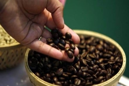 Coffee and wine have similarities between their processing, they both require a fermentation, and selective picking of the cherries or grapes to ensure a clean ripe cup. (Representative image)