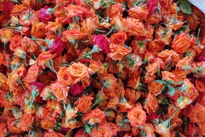 Kohinoor rose, Taj Mahal roses, Valentines Day, Hosur paneer roses, Hosur , Valentines Day flowers, Valentines Day roses, Valentines day special, Valentines Day 2020, Hosur history, Hosur floriculture, Hosur horticulture, Hosur roses, Sangam age, GI tag for Hosur roses, Bangalore, Salem, rose farms, Hosur rose growers, Hosur rose farms