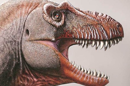 T-Rex, Thanatotheristes degrootorum, dinosaur discoveries, new in palaeontology, new dinosaur species, dinosaurs in Canada, Canada discoveries on dinosaurs, new studies on dinosaurs, Thanatos dinosaur, reaper of death dinosaur