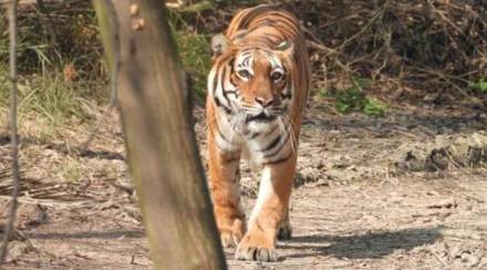 Goa: NCP MLA Churchill Alemao said tigers should be punished for eating cows when humans are punished for the same. (Representational pic) 