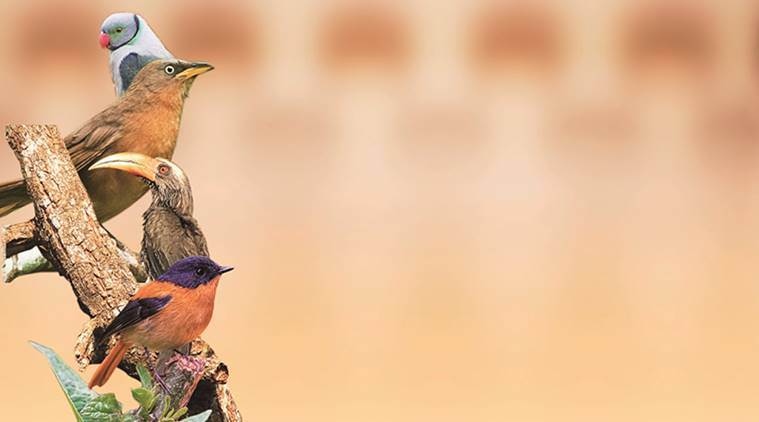 Chirps Are Down: Drastic decline in India’s bird population Chirps Are Down: Drastic decline in India’s bird population