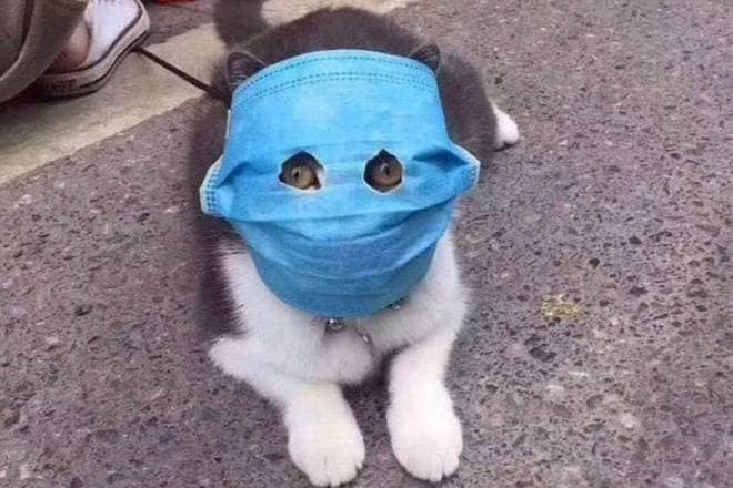 Coronavirus outbreak, Coronavirus, coronavirus pets, coronavirus animals china, coronavirus animal safety, coronavirus mask for animals, pet masks for coronavirus, cat with mask, cat with mask coronavirus