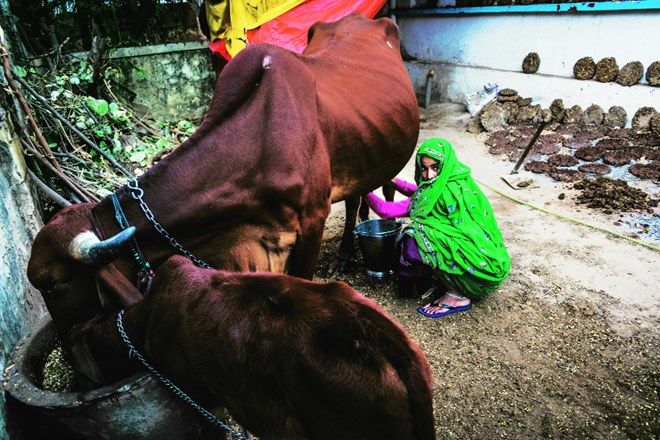 Budget 2020, Nirmala Sitharaman, livestock segment, farmers income, dairy sector, NAIP, Narendra Modi, MNREGS Budget 2020, Nirmala Sitharaman, livestock segment, farmers income, dairy sector, NAIP, Narendra Modi, MNREGS