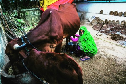 Budget 2020, Nirmala Sitharaman, livestock segment, farmers income, dairy sector, NAIP, Narendra Modi, MNREGS