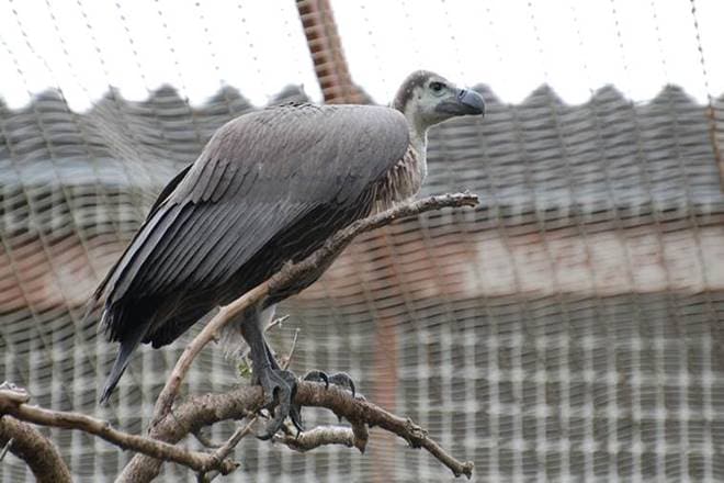 Veterinary drug 'diclofenac', used to treat cattle, lead to death of vultures after they consume the dead animals. (IE) Veterinary drug 'diclofenac', used to treat cattle, lead to death of vultures after they consume the dead animals. (IE)