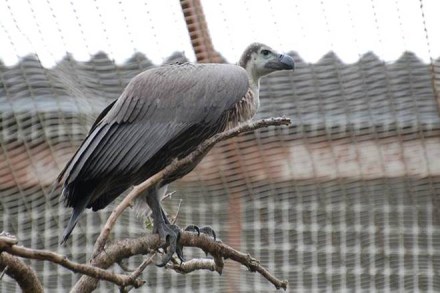 Veterinary drug 'diclofenac', used to treat cattle, lead to death of vultures after they consume the dead animals. (IE)