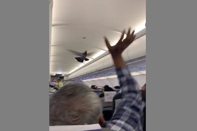 Bizarre! Pigeons enter Ahmedabad-Jaipur GoAir Flight