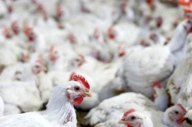 coronavirus outbreak, FSSAI, Wuhan China, FSSAI CEO Pawan Agarwal, FSSAI, FSSAI food laboratories, meat, fish, sanitation, non-vegetarian