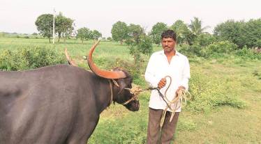 milk sector, milk industry