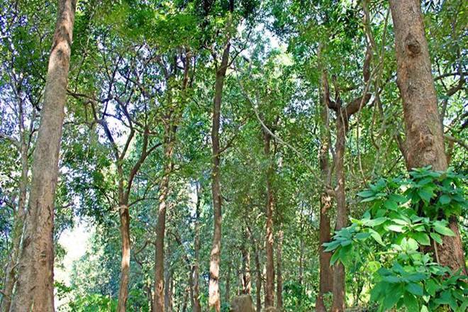 Environment, Budget 2020, Climate, Union Budget 2020-21, Nirmala Sitharaman, Ministry of Environment