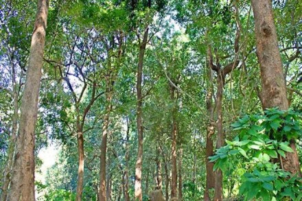 Environment, Budget 2020, Climate, Union Budget 2020-21, Nirmala Sitharaman, Ministry of Environment