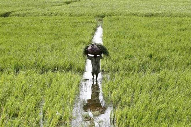 Government of India, Narendra Modi, Nirmala Sitharaman, Direct cash transfer, Food subsidy, Fertiliser subsidy, Ashok Gulati, Sandip Das, Infosys,, Sandip Das, ICRIER, Union Budget, Food Corporation of India, FCI, National Small Savings Fund