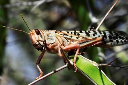 Bite that beetle: Entomophagy promises smaller environment footprint, higher food conversion efficiency