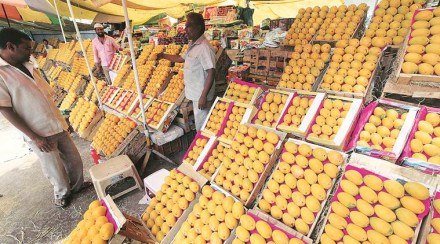 Unseasonal rains hit mango production in Andhra Pradesh