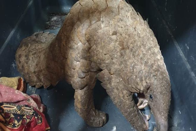 Indian pangolins, Satpura Tiger Reserve, Madhya Pradesh Forest Department, World Pangolin Day, Wildlife (Protection) Act