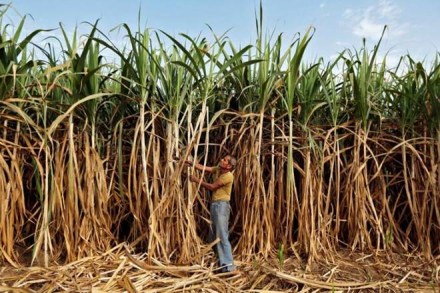 No conflict if state cane prices higher than minimum fixed by Centre: Supreme Court No conflict if state cane prices higher than minimum fixed by Centre: Supreme Court