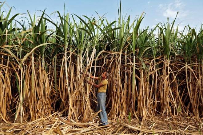 No conflict if state cane prices higher than minimum fixed by Centre: Supreme Court