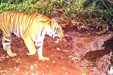 In the last two years, there have been many incidents involving a human-tiger conflict.