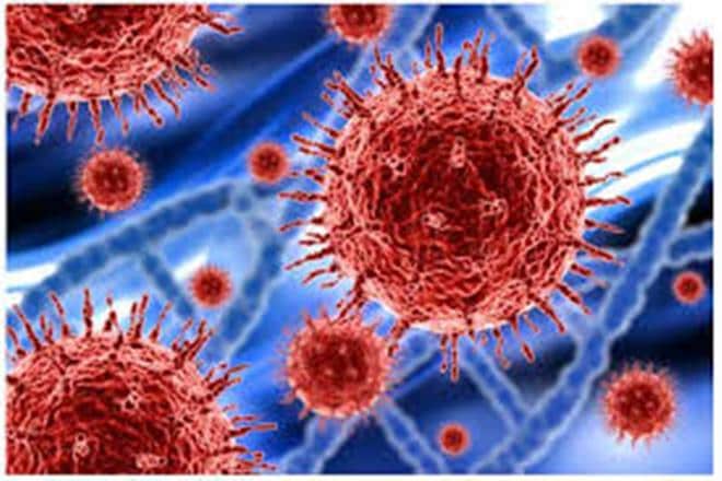 New virus detected in Brazil: What is it and how was it discovered?