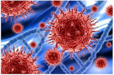 New virus detected in Brazil: What is it and how was it discovered?