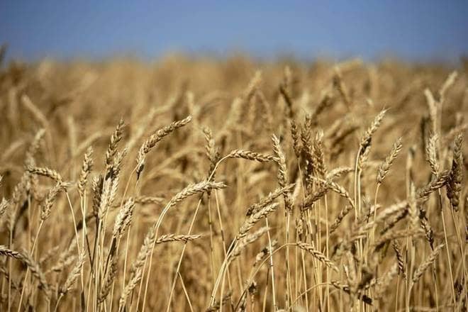 rice crop, wheat crop