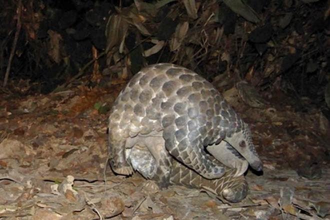 They said the sale of pangolins in wildlife markets should be strictly prohibited to minimise the risk of future virus transmission to humans.