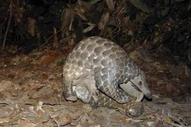They said the sale of pangolins in wildlife markets should be strictly prohibited to minimise the risk of future virus transmission to humans.