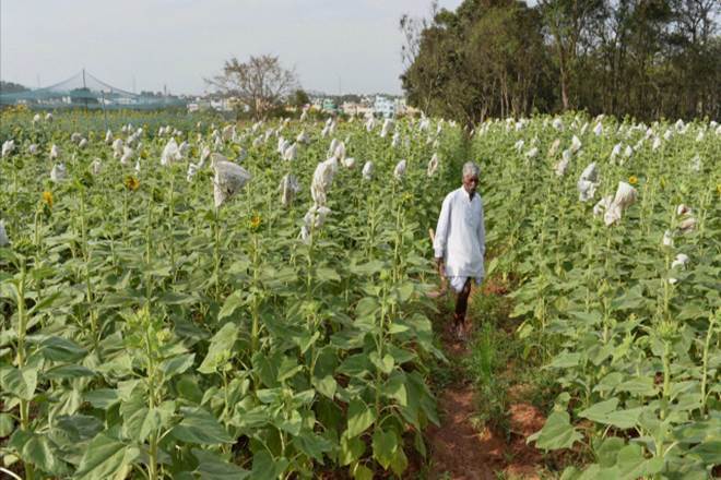 Rasi Seeds says it is the largest supplier of genetically-modified Bt cottonseed, with a third of the market share. (Representative image)