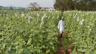 Rasi Seeds says it is the largest supplier of genetically-modified Bt cottonseed, with a third of the market share. (Representative image)