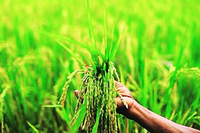 Attention, farmers! Monsoon to hit Andaman and Nicobar around May 16: IMD