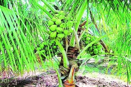 coconut, coconut production, kerala