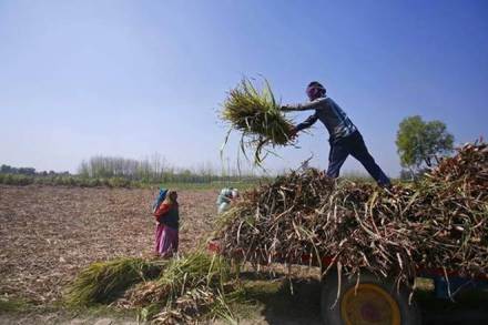 agriculture, agriculture sector